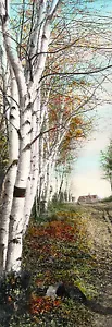 ANTIGUA Foto Coloreada a Mano Circa Ea.1900 FORRADA DE ABEDUL CABAÑA CAMINO Estilo Tuercas - Imagen 1 de 1