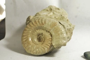 Ammonite  Hildoceras du Jurassique Toarcien 411g hyldoceras CINGOLI ITALIE - Picture 1 of 2