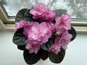 African Violet Rebel's Rose Bud (Std) - Large Starter Plant - Picture 1 of 2