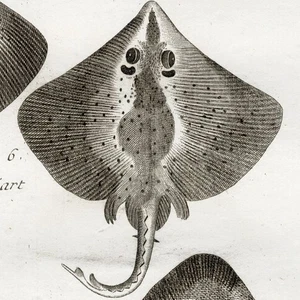 1788 BONNATERRE & PANCKOUCKE Superb Ichthiology Fish Engraving: Pl. 2, STINGRAYS - Picture 1 of 7