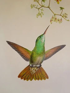 John Gould Native humming Bird print tree painting Vintage Old Australia - Picture 1 of 1