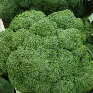 Kohl Brokkoli Broccoli Cezar haltbar bis 12.2023 !!! Gemüse 300 Samen Nr.158 - Bild 1 von 1