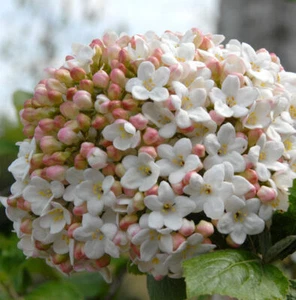 Großblumiger Duft Schneeball 60-80cm - Viburnum carlcephalum - Bild 1 von 1