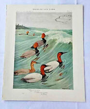 Birds of New York Colored Print Plate #16 Red Head & Canvasback 1909 Ducks