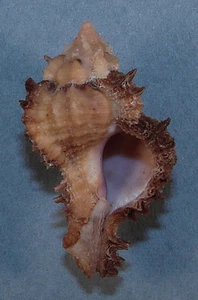 MUREX LACINIATUS 39,64mm SCHÖNES EXEMPLAR Mactan Island, Philippinen - Bild 1 von 1