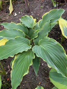 Hosta ‘ Sada ’ Plantain Lily Plant Shipping Spring 2025 - Picture 1 of 1