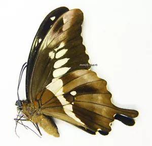 Unmounted Butterfly/Papilionidae - Papilio euphranor, RARER, M, A1/A- - Picture 1 of 1