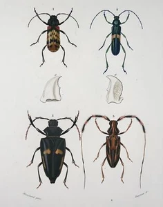 1849 Fournier after Blanchard, Beetles, exquisite hand colour, folio, insects - Picture 1 of 3