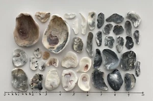 40 almeja de ostra natural concha nacarada frag playa concha marina joyería artesanal #F EE. UU. - Imagen 1 de 11