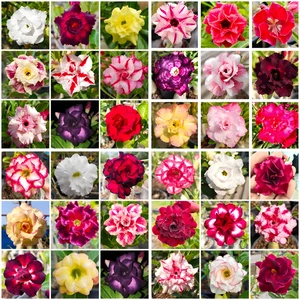 Desert Rose - Adenium Obesum, Double & Triple Flower, Rare Hybrid Variety Color - Picture 1 of 15