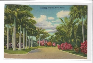 VTG Postcard Florida's Majestic Royal Palms 1951 - Picture 1 of 2