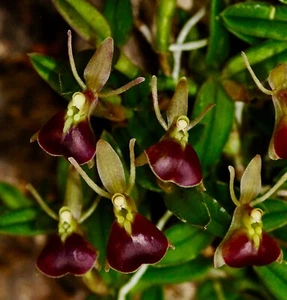Epidendrum Species ´Pepper´ blühfähig aufgebunden XL Pflanze Orchidee Orchideen - Bild 1 von 6