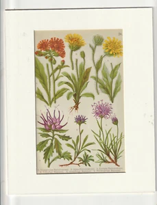 FLOWER LITHOGRAPH PRINT: 1914- Alpenflora fur Alpenwanderer und Pflanzenfreunde - Picture 1 of 1