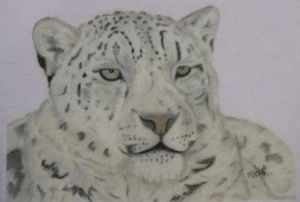 Snow Leopard T-Shirts & Sweatshirts 3-6 months to XXL 4 unique drawn designs - Foto 1 di 8