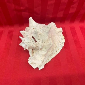 Conch Shell Natural 10" x 8" Imperfect - Picture 1 of 4