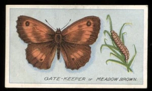 Tobacco Card, Godfrey Phillips, BRITISH BUTTERFLIES, 1911, Gate Keeper, #21 - Picture 1 of 2