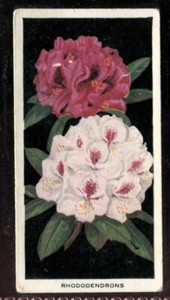 Tobacco Card, Carreras, FLOWERS, 1936, Rhododendrons, #5