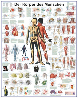 Grossposter "Körper des Menschen" - Bild 1 von 3