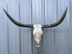 LONGHORN STEER SKULL 3 FEET 3 Inch WIDE Polished BULL HORN MOUNTED COW HEAD - Picture 1 of 3