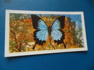 Great Britain Brooke Bond original 1964 teacard "Butterflies of the World" No.22