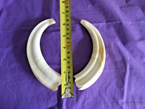 TAXIDERMY AFRICAN WARTHOG TUSKS. - Picture 1 of 1