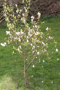 20 Samen Tuplen-Magnolie,Magnolia soulangiana#504 - Bild 1 von 1