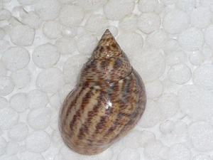 LITTORARIA ANGULIFERA BIG - Picture 1 of 2