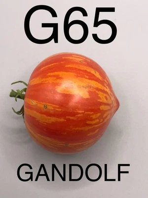 graine / seed tomate taille cocktail variété GANDOLF - Image 1 of 4