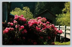 Old Covered Bridge & Rhododendrons Elk City Oregon Vintage Unposted Postcard