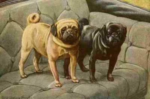 A4 Photo Fuertes Louis Agassiz 1919 Pugs Print Poster - Picture 1 of 1