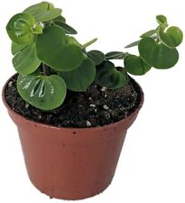 Peperomia Money Chinese Bitcoin Coin Easy To Grow Indoors Live Plant 2.5