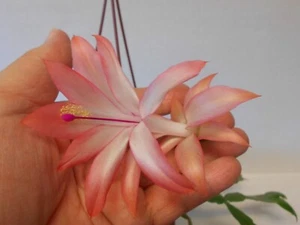 Schlumbergera - Just Peachy - orssichiana type - Picture 1 of 2