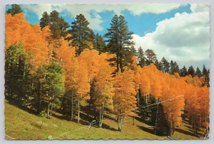 Postkarte Goldene Espens Decke das Land (621) - Bild 1 von 2