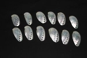 12 Pearly 'Asses Ear' Abalone seashells - Picture 1 of 3