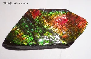 105 Gramm. GEM Sammler Ammolite /Drachenschuppe Rot Grün-Golden-Orange   + VIDEO - Bild 1 von 9