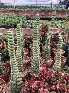 Tall15~20cm Eulychnia castanea f. spiralis Random Boutique - Picture 1 of 3