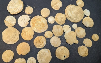 30+ Phacoides Bivalve Fossils, Pliocene. Coralline Crag Suffolk. As Shown. - Image 1 of 4