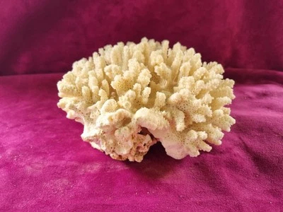 Lovely Tree Coral approx 20cm across - Image 1 of 4