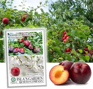 American Red Plum Tree Seeds for Planting, 5 Fruit Seeds per Packet, (), Non GMO - Picture 1 of 7