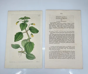 1825 Lindley Ridgway Botanical #874 Mimulus Parviflorus Small Flowered - Picture 1 of 3