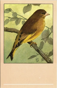 Vögel Grünfink Tiere Vintage Postkarte B149 - Bild 1 von 2