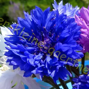 KORNBLUMEN "BLAUER JUNGE" BLAUE KORNBLUME GEFÜLLTE BLÜTEN BAUERNGARTEN 500 SAMEN - Bild 1 von 1