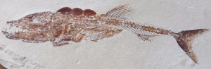 Euripholis boissieri (Fossil Viper Fish) - Haqil, Lebanon - Cretaceous Period - Picture 1 of 6