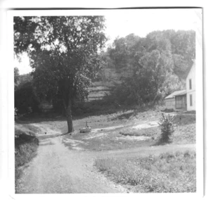 Vintage 1930er Foto Lincoln Park Chicago Illinois Baum schwarz-weiß glänzend - Bild 1 von 3