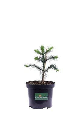 Pianta di Araucaria Araucana conifera vera ornamentale da esterno in vaso - Immagine 1 di 3