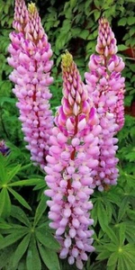 TT 733YF BIG DEAL 90 Lupinen Lupinus Russel Seeds Mix Samen 3 Farben a 30 Samen - Bild 1 von 3