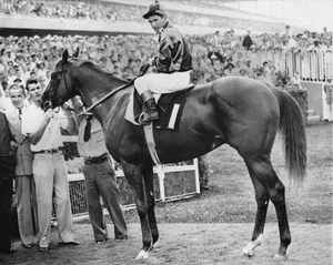 1955 Champion Racehorse SWAPS Glossy 8x10 Photo Print Willie Bill Shoemaker - Picture 1 of 1