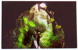 Old Thurston Lava Tube Hawaii Postcard Vintage Chrome Volcanoes Park Tropical - Picture 1 of 2