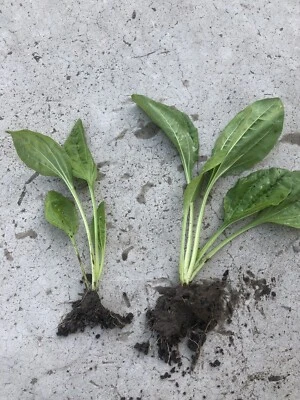 2 Plantago Major Broadleaf Plantain Bare Root Live Plants Ready To Plant - Image 1 of 3