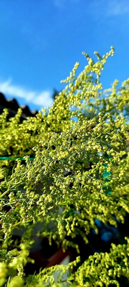 Beifuss, Einjährige Beifuß (Artemisia annua) , 30 Samen, Tee, Räuchern, Kübel